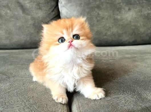 Golden Yeleli British Longhair Yavrumuz görsel