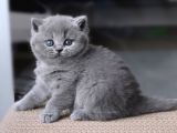 Gümüş Zarafet Gri British Shorthair Yavrumuz