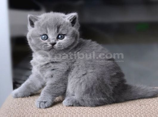Gümüş Zarafet Gri British Shorthair Yavrumuz görsel