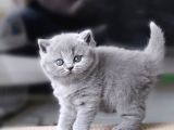 Gümüş Zarafet Gri British Shorthair Yavrumuz