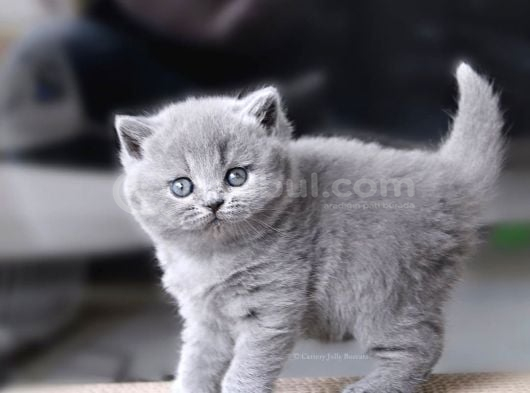 Gümüş Zarafet Gri British Shorthair Yavrumuz görsel