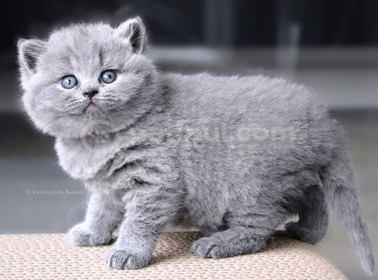 Gümüş Zarafet Gri British Shorthair Yavrumuz