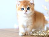 Manken Gibi Golden British Shorthair