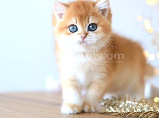 Manken gibi Golden British Shorthair