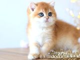 Manken Gibi Golden British Shorthair