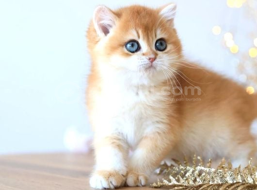 Manken Gibi Golden British Shorthair görsel