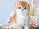 Manken Gibi Golden British Shorthair