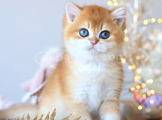 Manken Gibi Golden British Shorthair görsel