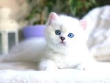 Teddy Bear ayıcık Silver British Shorthair