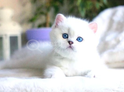 Teddy Bear ayıcık Silver British Shorthair