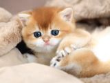 Masum Güzellikte Golden British Shorthair