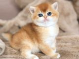 Masum Güzellikte Golden British Shorthair