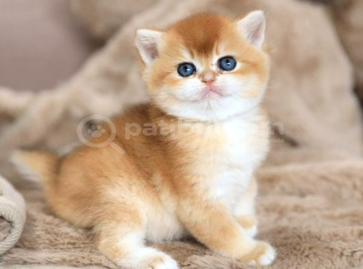Masum Güzellikte Golden British Shorthair görsel