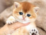 Masum Güzellikte Golden British Shorthair