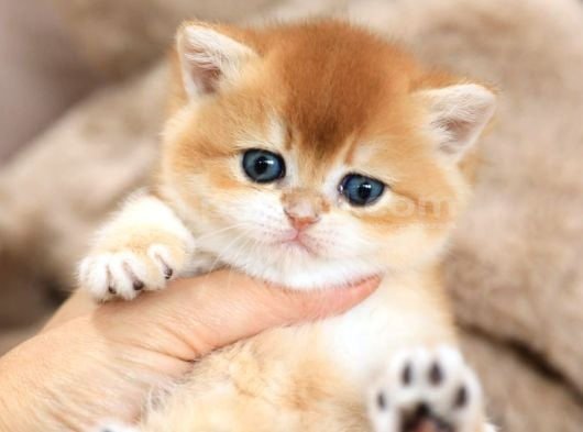 Masum Güzellikte Golden British Shorthair görsel