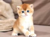 Masum Güzellikte Golden British Shorthair