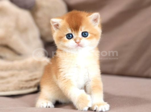 Masum Güzellikte Golden British Shorthair