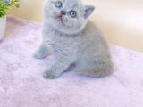 Masum Bebek Lilac British Shorthair