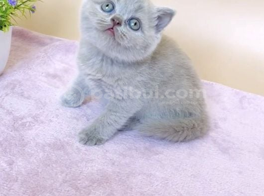 Masum Bebek Lilac British Shorthair görsel