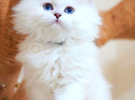 İpeksi tüylü Silver British Longhair