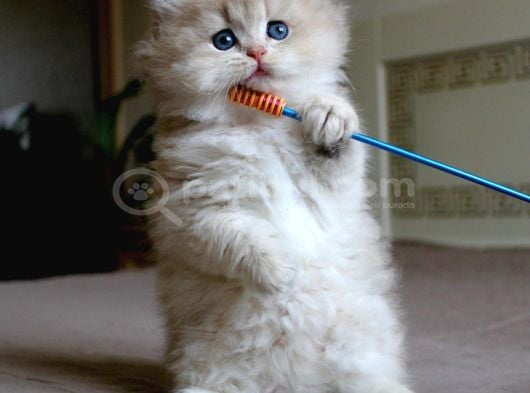 Oyuncu Golden AY British Longhair