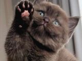 Bitter Çikolata British Shorthair