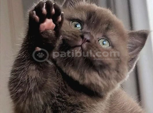 Bitter Çikolata British Shorthair