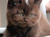 Bitter Çikolata British Shorthair