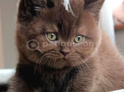 Bitter Çikolata British Shorthair görsel