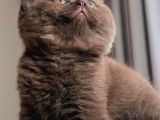 Bitter Çikolata British Shorthair