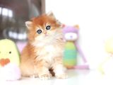 Altın Parlaklığında Golden British Longhair