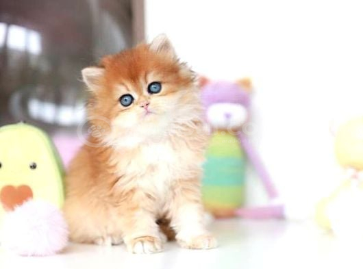 Altın Parlaklığında Golden British Longhair görsel