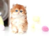 Altın Parlaklığında Golden British Longhair