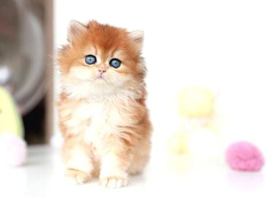 Altın Parlaklığında Golden British Longhair