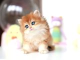 Altın Parlaklığında Golden British Longhair