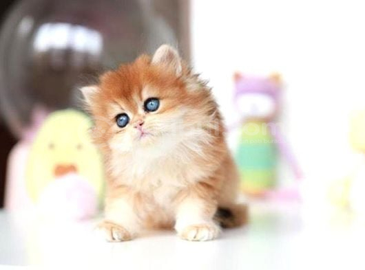 Altın Parlaklığında Golden British Longhair görsel