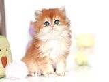 Altın Parlaklığında Golden British Longhair