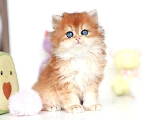 Altın Parlaklığında Golden British Longhair görsel