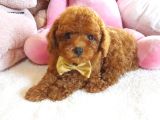 Tüy Dökmeyen Antialerjik Toy Poodle