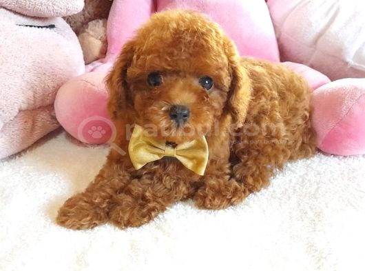 Tüy Dökmeyen Antialerjik Toy Poodle