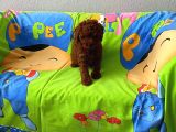 Tüy Dökmeyen Koku Yapmayan Orjinal Toy Poodle