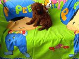 Tüy Dökmeyen Koku Yapmayan Orjinal Toy Poodle