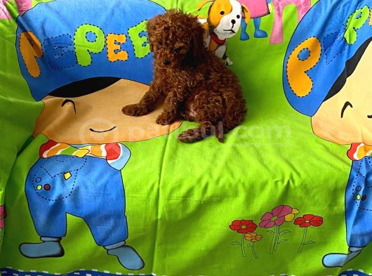 Tüy Dökmeyen Koku Yapmayan Orjinal Toy Poodle görsel