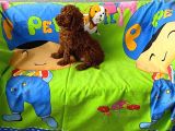 Tüy Dökmeyen Koku Yapmayan Orjinal Toy Poodle
