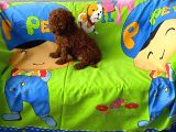 Tüy Dökmeyen Koku Yapmayan Orjinal Toy Poodle