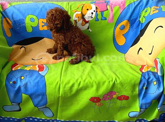 Tüy Dökmeyen Koku Yapmayan Orjinal Toy Poodle görsel