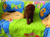 Tüy Dökmeyen Koku Yapmayan Orjinal Toy Poodle