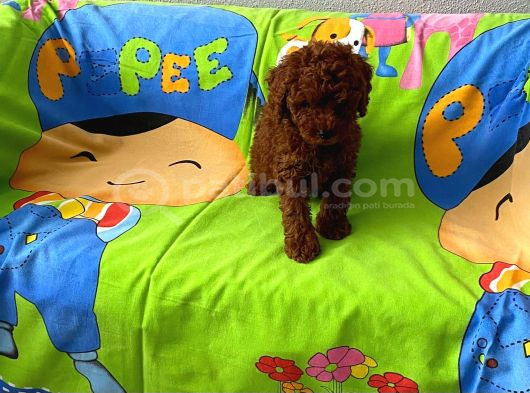 Tüy Dökmeyen Koku Yapmayan Orjinal Toy Poodle görsel