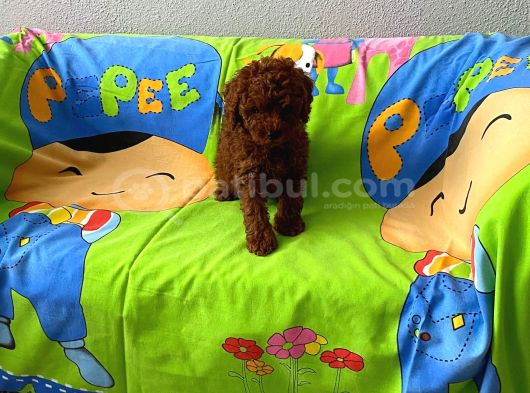 Tüy Dökmeyen Koku Yapmayan Orjinal Toy Poodle görsel