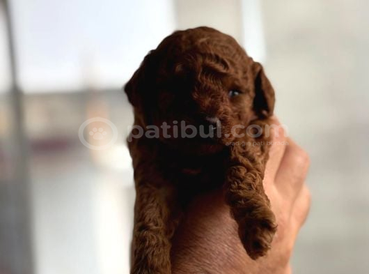 Tüy Dökmeyen Koku Yapmayan Orjinal Toy Poodle